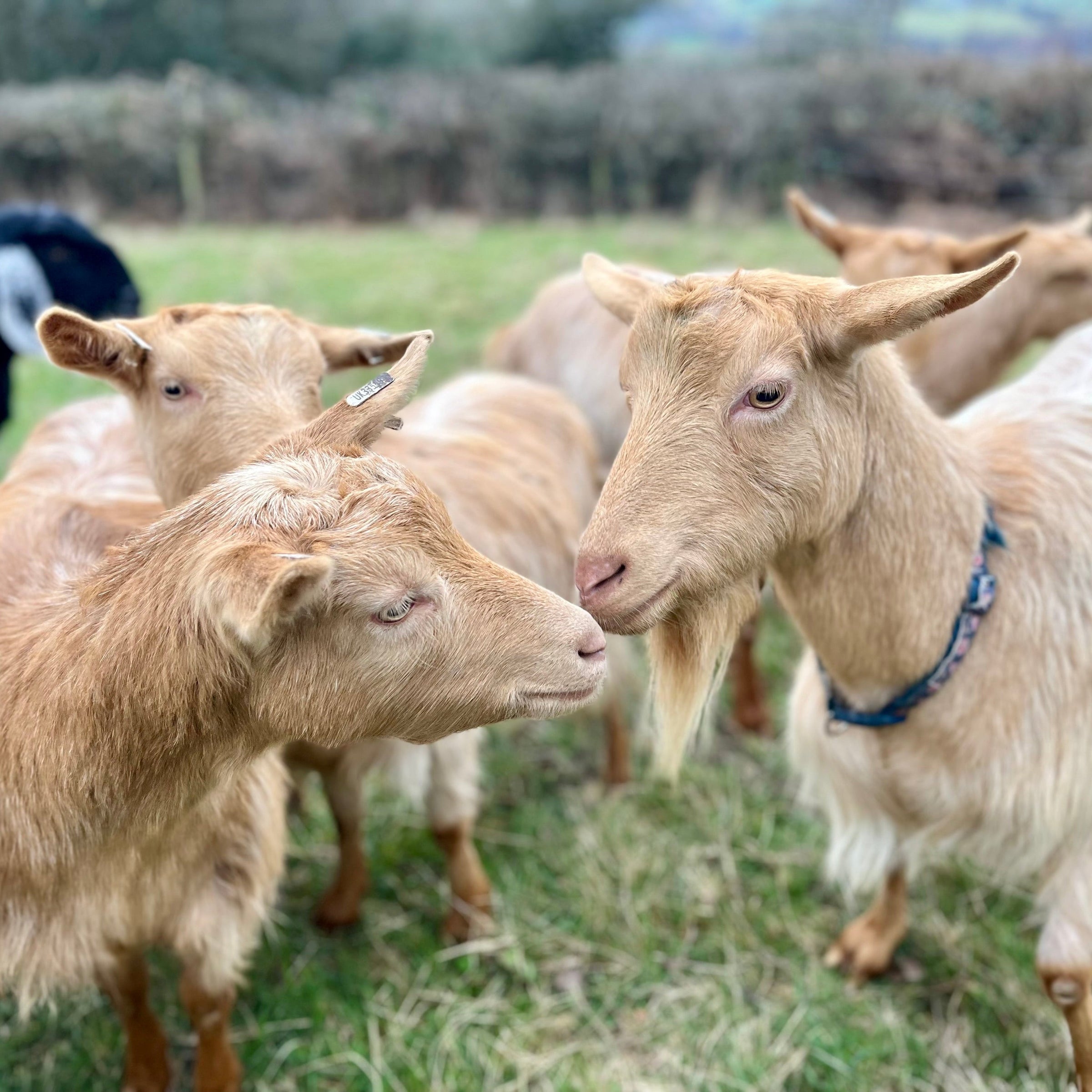 Goats Milk Soap