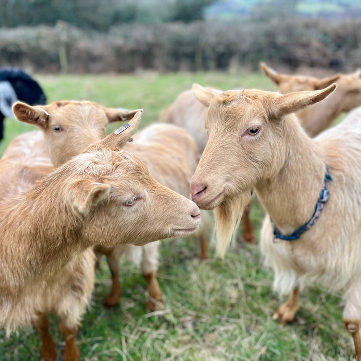 Goats in a grassy field with a blurred background