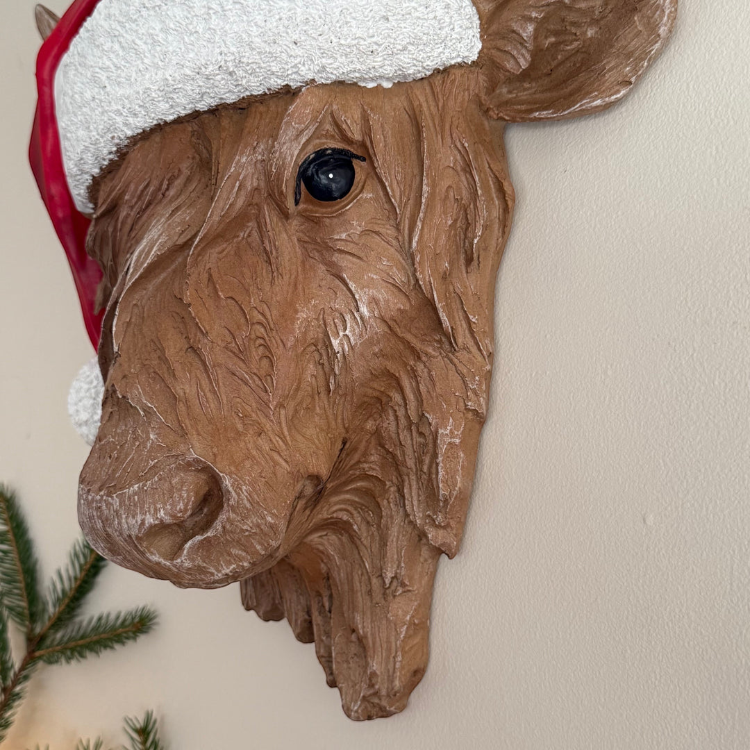 Close up of a highland cow head showing face details, wide eye and muzzle