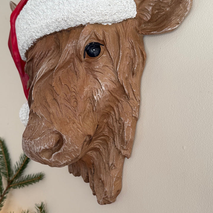 Close up of a highland cow head showing face details, wide eye and muzzle